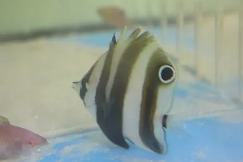 Australian Two Spot Coralfish (Coradion Melanopus) 1