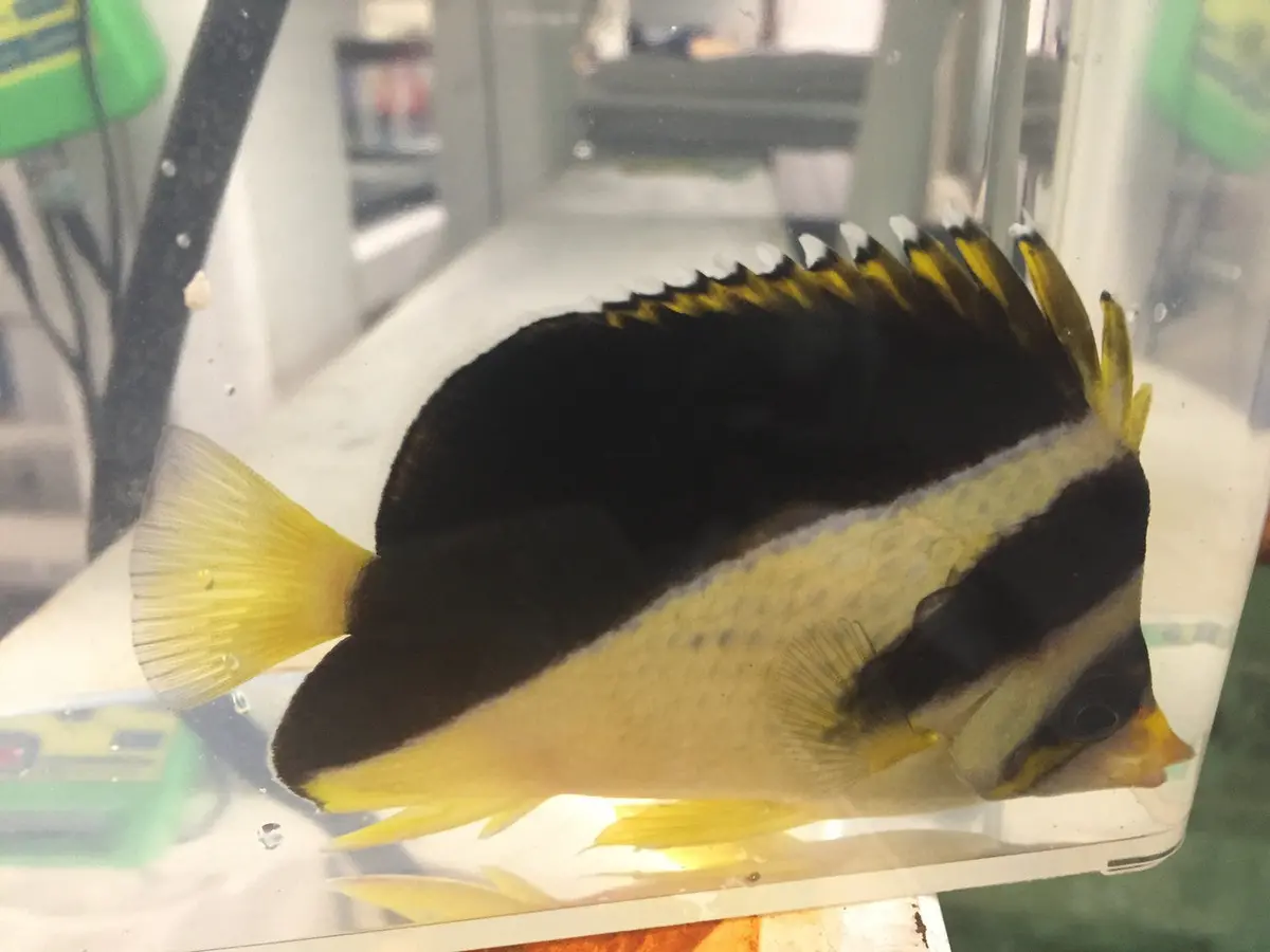 Hybrid Mitratus/Burgess Butterfly (3-4") 1