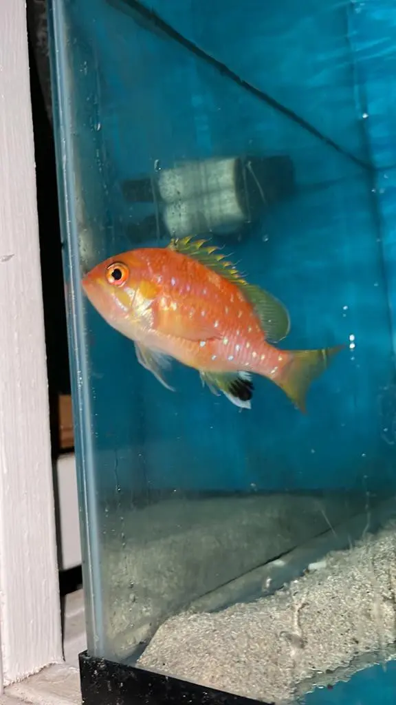 Pearl-Spotted Anthias | Selenanthias Analis (4") Male 1