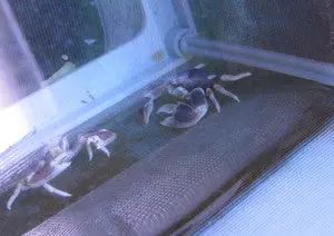 Anemone(Porcelain) Crab 2