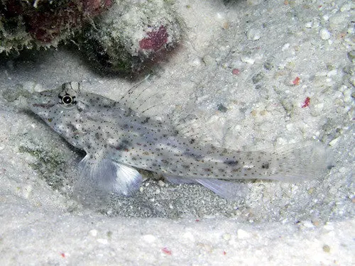 Cave Goby (Fusigobius Neophytus) 1