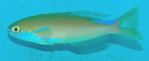Chameleon (Flashing) Tilefish 1