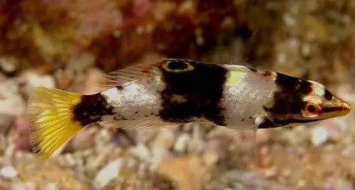 Checkerboard Wrasse-Juv 1