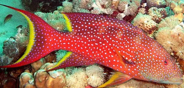 Cherry Grouper (8" ) 1