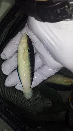 Pearl (China) Wrasse | Anampses Neoguinaicus (3-5") 1