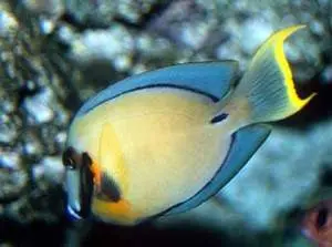 Chocolate Tang (4-5") 1
