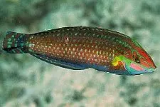 Ornate Wrasse (Tonga) 1