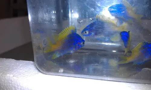 Limbaughi Chromis (Chromis Limbaughi) 1