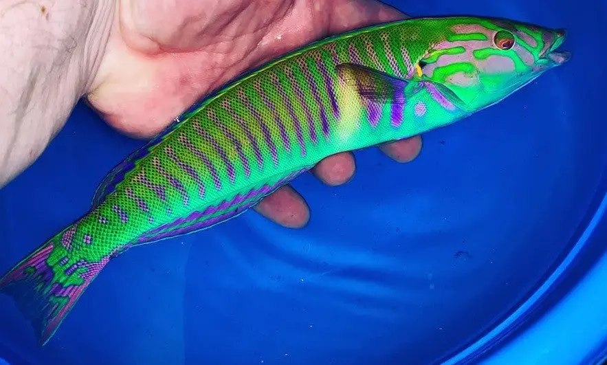 Supermale Cigar Wrasse (12") 1
