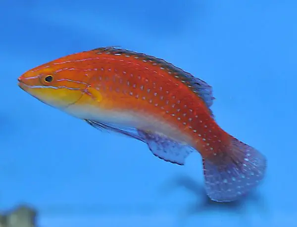 Cirrhilabrus Africanus (Spike Fin Fairy Wrasse) 1