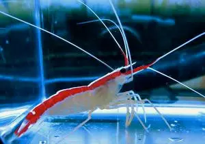 Cleaner Shrimp-Xl (With $50 Additional Purchase) 1