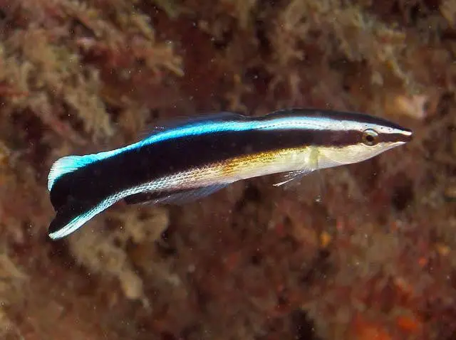 Bluestreak Cleaner Wrasse - Xxl 1