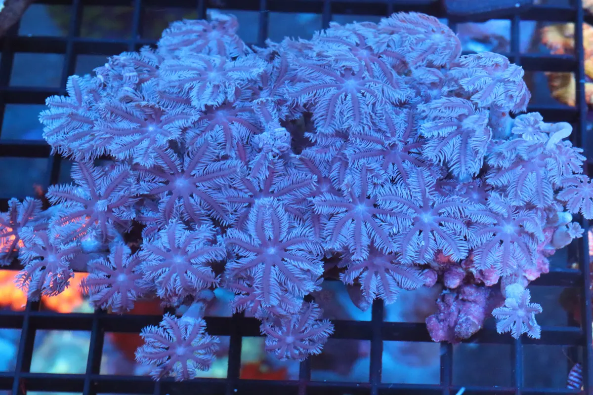 Blue Cloves Colony 1