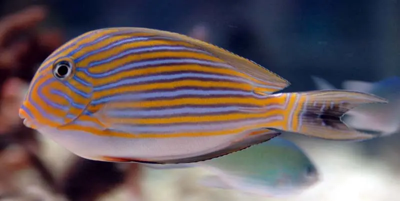 Clown Tang (2-3") 1