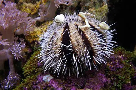 Black & White Collector Urchin - Tripneustes Gratilla 1