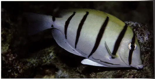 Convict Tang (4-5") 1