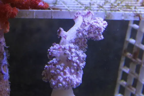 Purple Broccoli Coral-Neospongodes 1