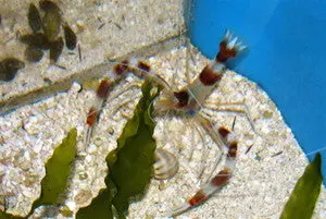 Coral Banded Shrimp 1