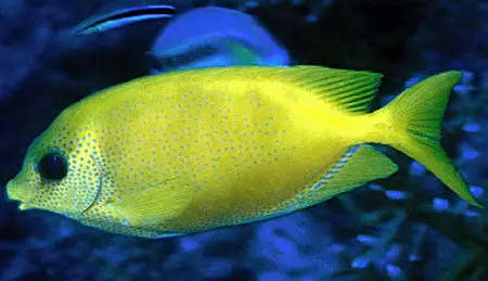 Blue Spotted (Coral) Rabbitfish-4-5" 1