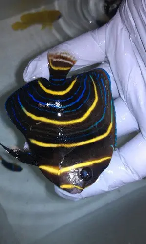 Cortez Angel (2" Juvenile) 1