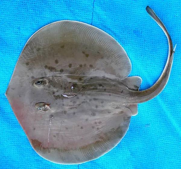 Cortez Round Stingray 1