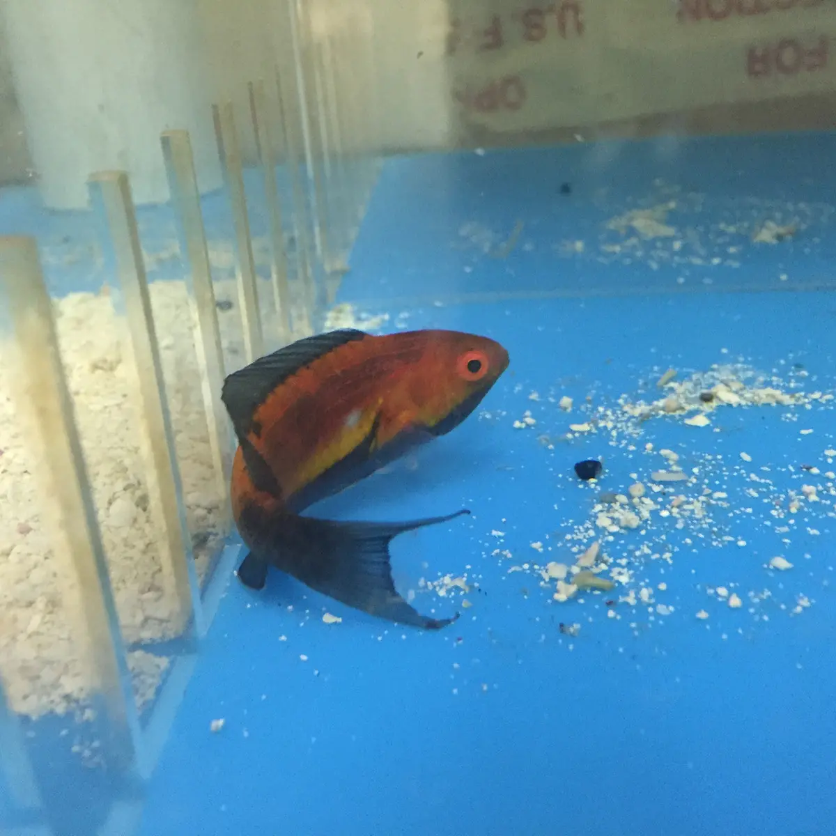 Supermale Crescent Tail (Lunate) Fairy Wrasse | Cirrhilabrus Lunatus 1