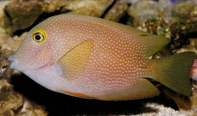 Blue Spot Bristletooth Tang (3-4") 1