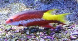 Cuban Hogfish (4-5") 1