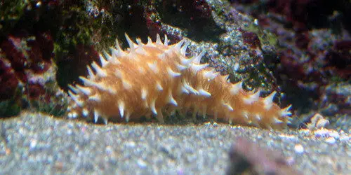Hawaiian Tiger Tail Cucumber 1