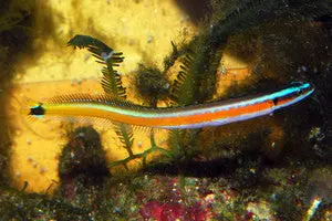 Curious Wormfish 1