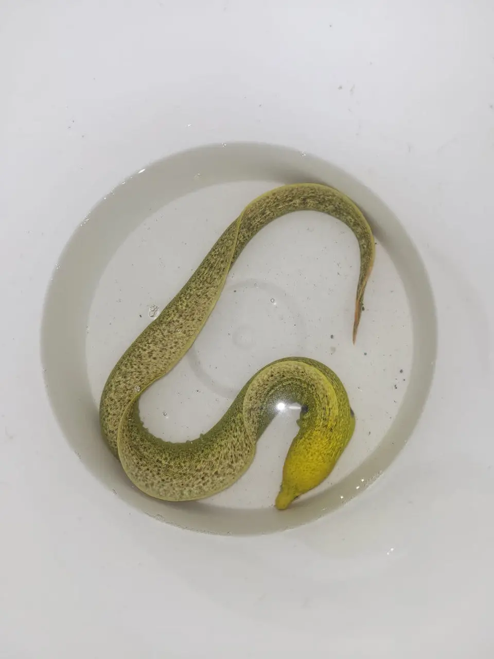White Speckled Moray (Gymnothorax Eurostus) 18" 1