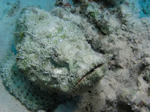 Devil Scorpionfish 1