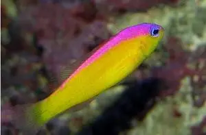 Diadema Pseudochromis 1