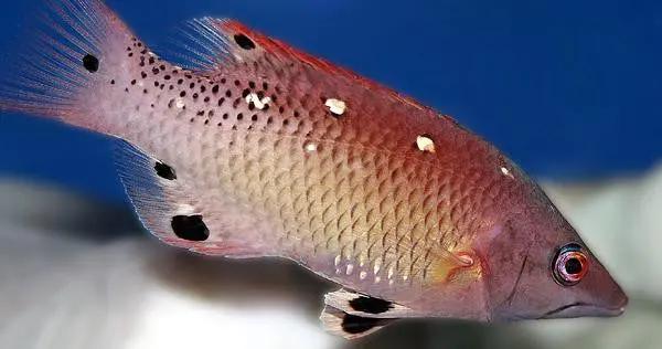 Diana's Hogfish 1
