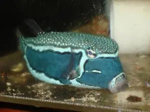Whitley's Boxfish (Male) 1