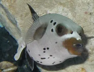 Dogface Pufferfish 3” 1