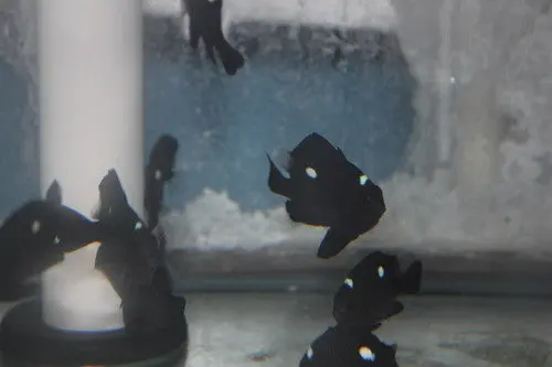Domino (3 Spot) Damsel 1