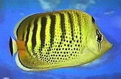 Tahitian Dot-Dash Buttefly 1