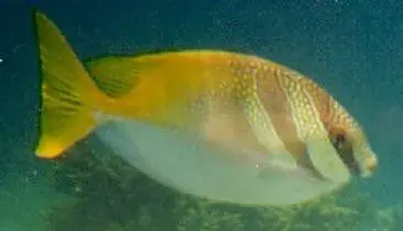 Double-Bar Rabbitfish (4") 1