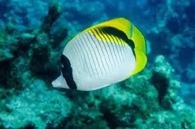 Red Sea Lined Butterfly|Chaetodon Lineolatus 1