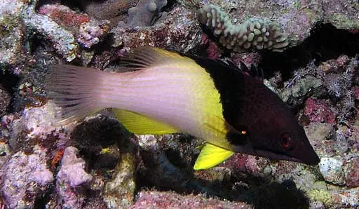 Eclipse Hogfish 1