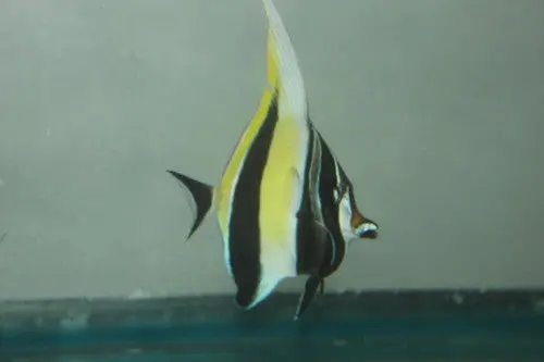 Group Of 3 Of Moorish Idol-African 2