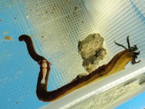 Emperor Shrimp With Host 1