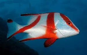 Red Emperor Snapper-3” 1