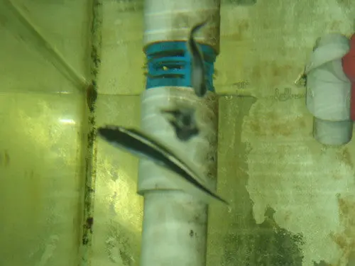 Engineer Gobies 1