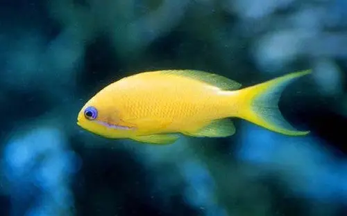 Engelhardi Anthias 1