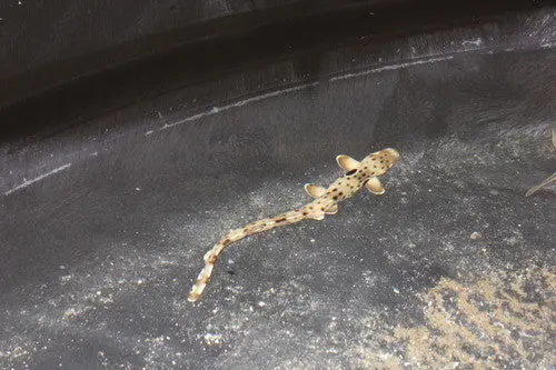 Epaulette Shark-Australia, 7" 1