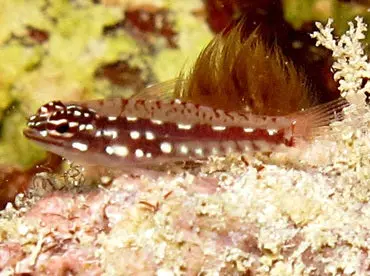 Dwarf Hairfin Goby | Eviota Prasites 1