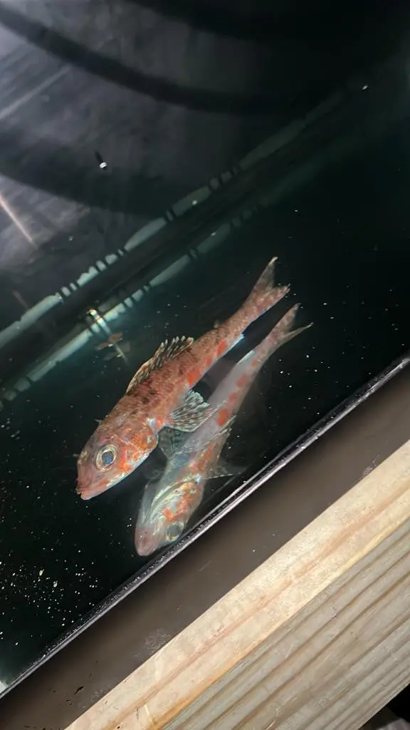 Japanese Thread-Sail Fish | Hime Japonica  (7") 1
