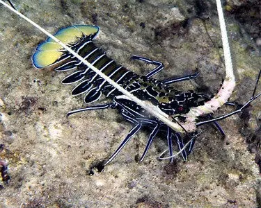 Spiny Blue Lobster 1
